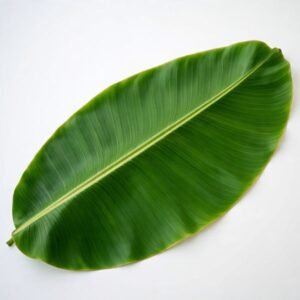 banana leaf