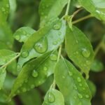 curry leaves
