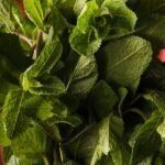 mint leaves