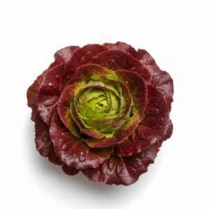 lettuce red